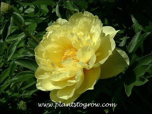 Peony Bartzella
A beautiful yellow flowering Peony.
